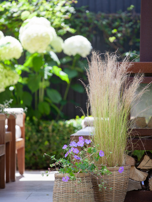 Geranium Rozanne and Mexican Feather Grass in bamboo pots.